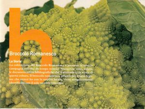 broccolo romanesco