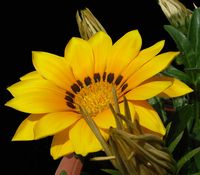 fiore